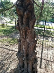 Knobbly tree for meditation