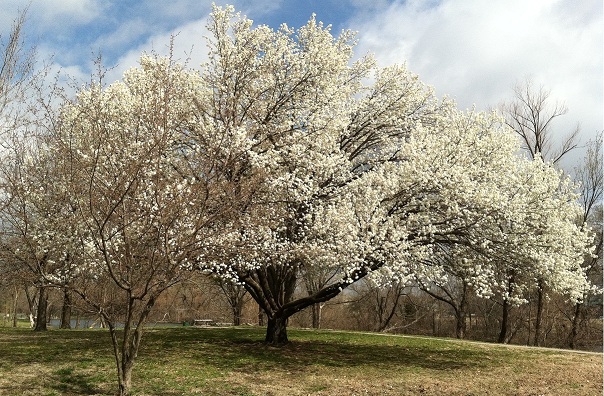 Morning meditation - found the best tree in the park! Morning Meditation