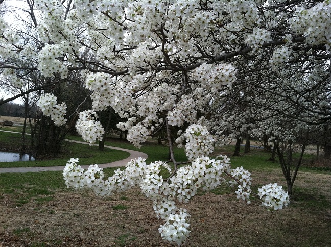 Blossoming branches - morning meditation Morning Meditation