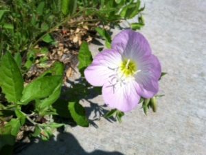 Meditating On The Small Things