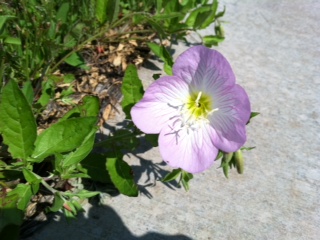 Meditating on the small things
